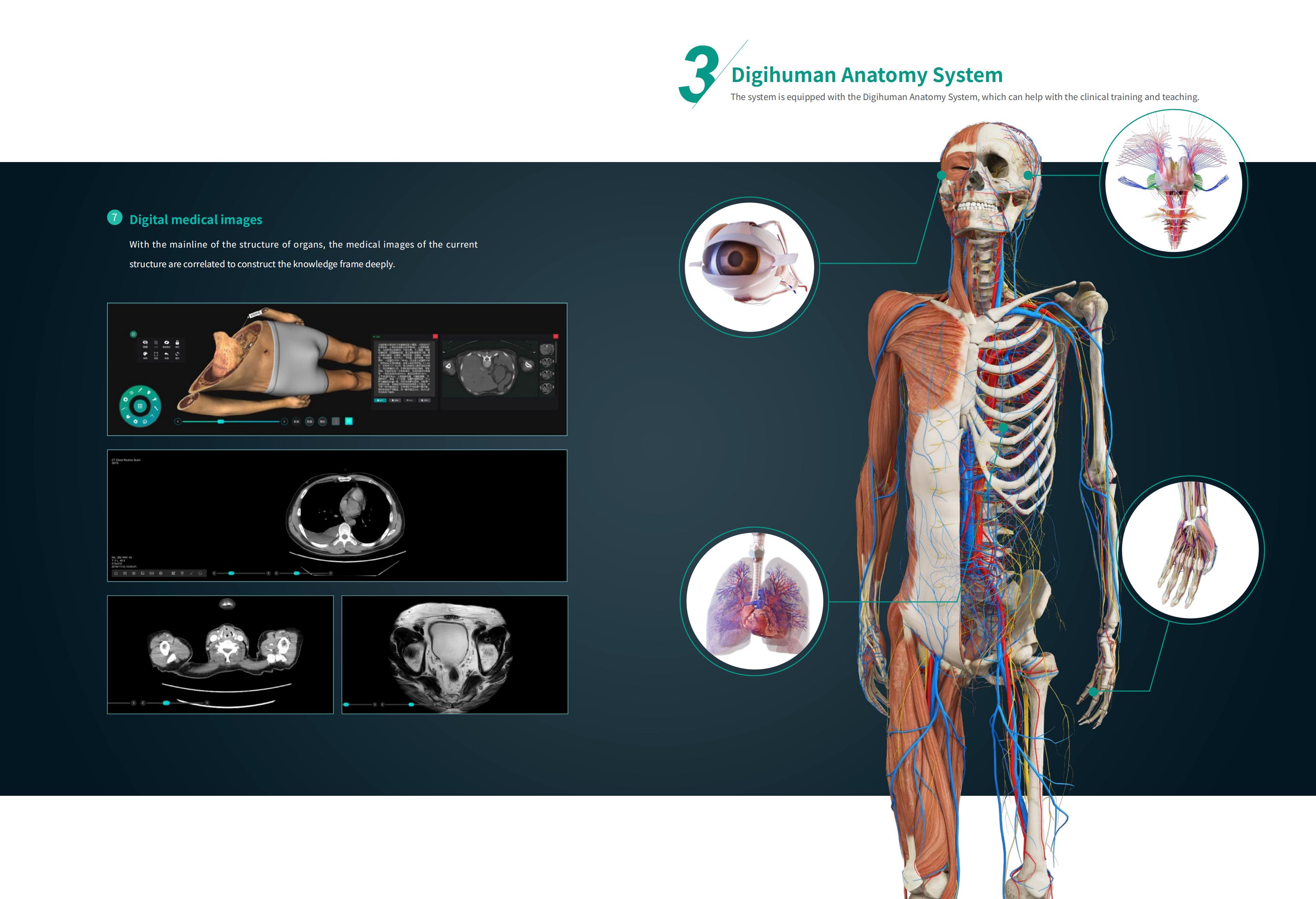 YSDHA-II8HDDigihumanVirtualAnatomyTable_06