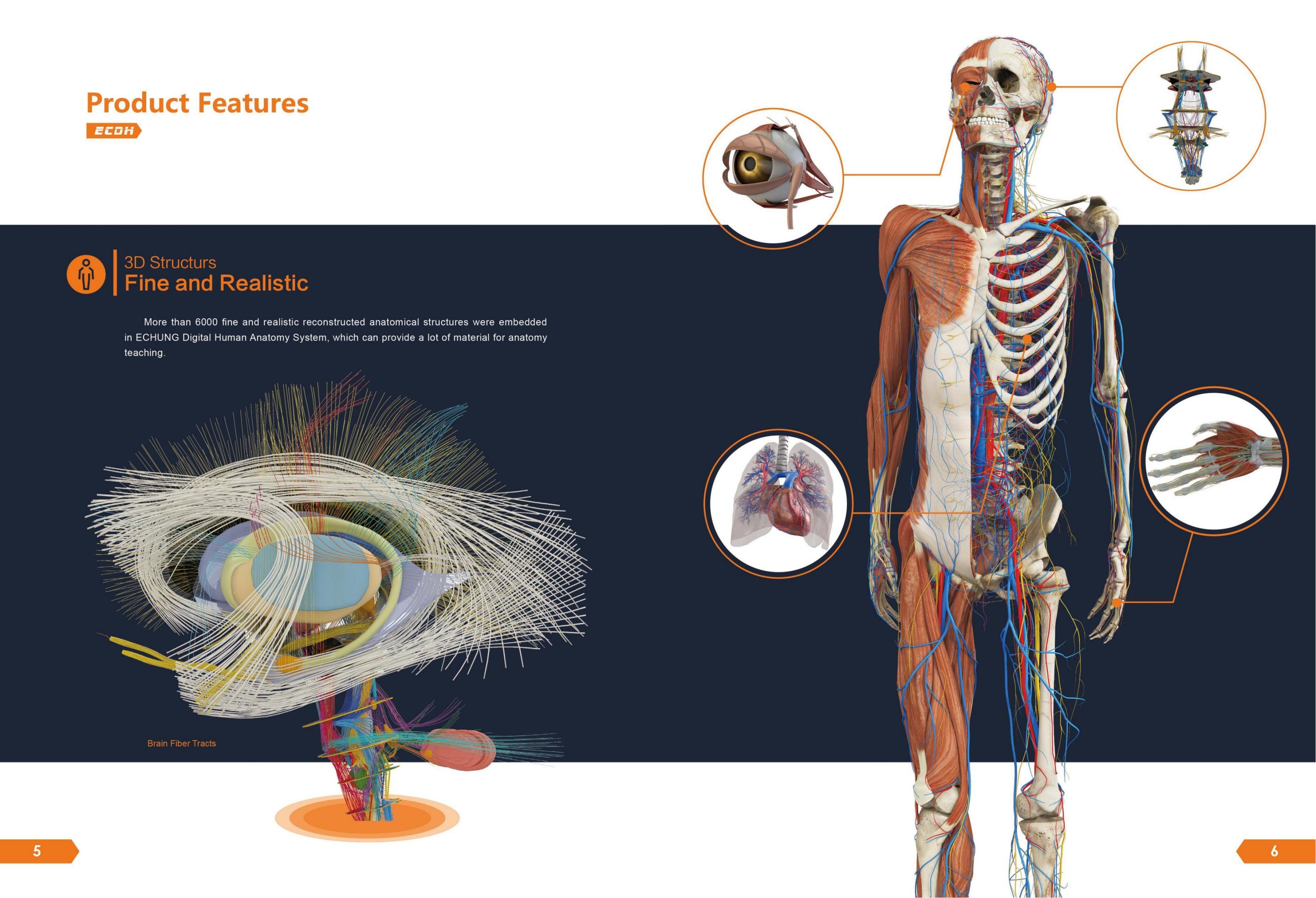 YSDHA-I88DigihumanVirtualAnatomageTable_03