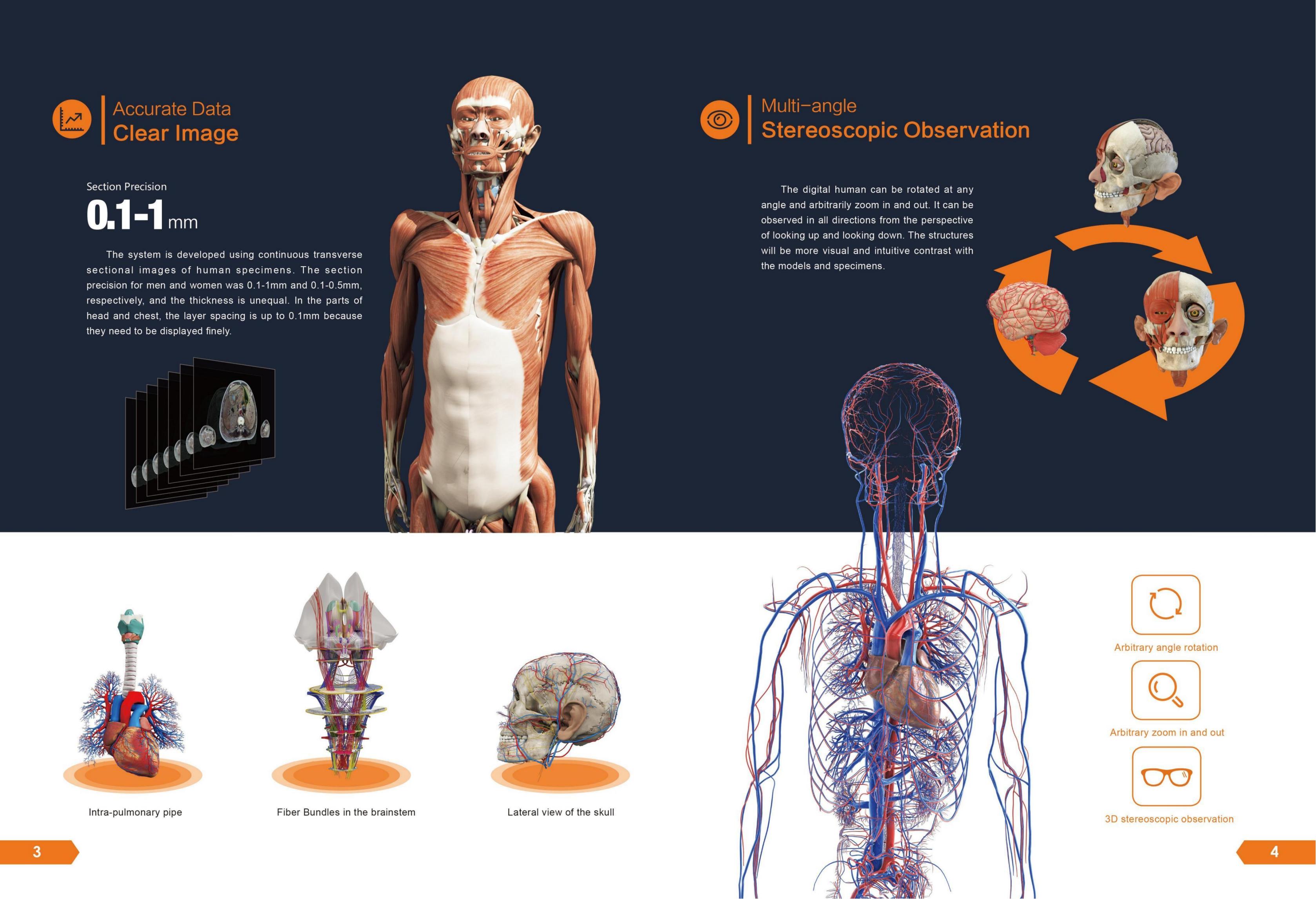 YSDHA-I88DigihumanVirtualAnatomageTable_02